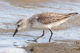 Semipalmated Sandpiper