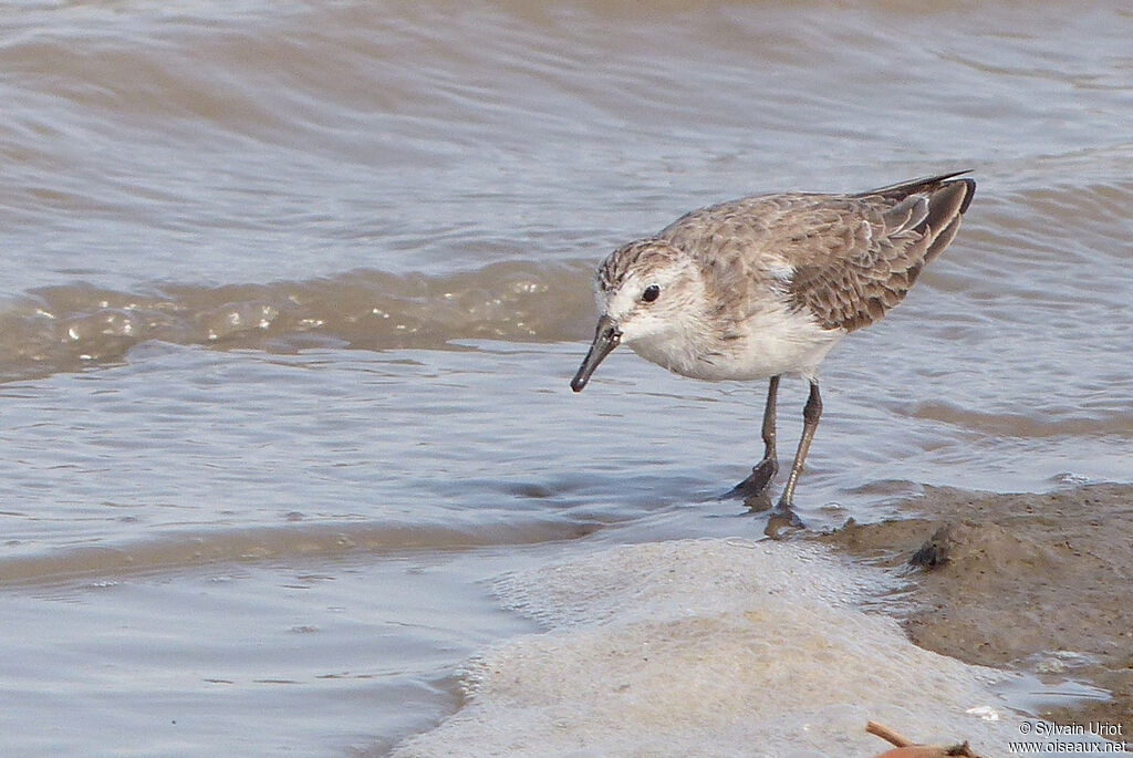 Semipalmated Sandpiper