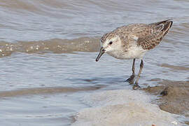 Semipalmated Sandpiper