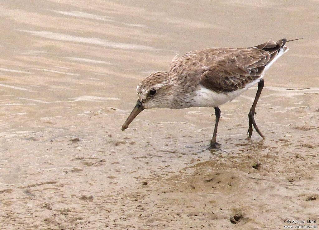 Semipalmated Sandpiper