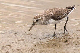 Semipalmated Sandpiper