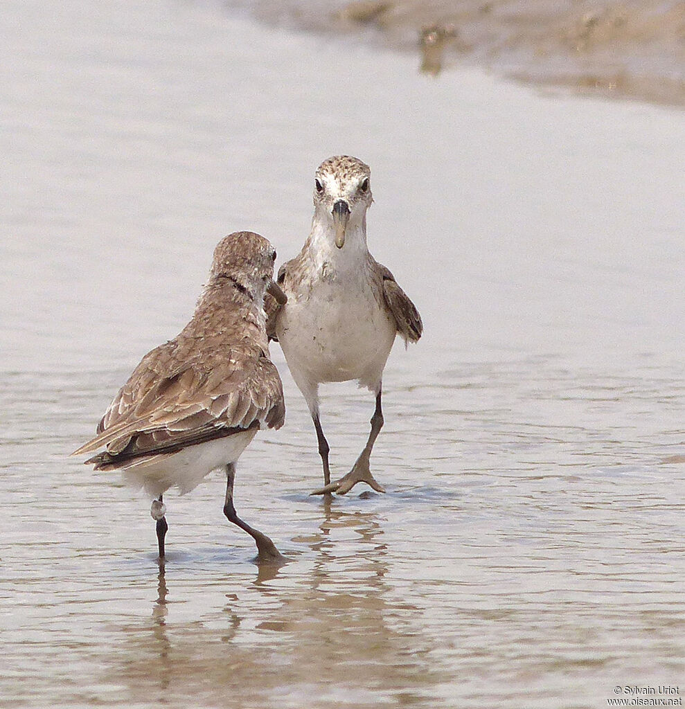 Semipalmated Sandpiper