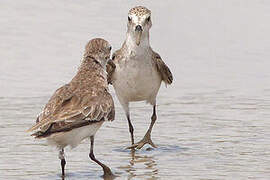 Semipalmated Sandpiper