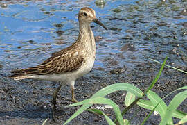 Pectoral Sandpiper