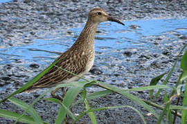 Pectoral Sandpiper