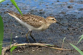 Pectoral Sandpiper