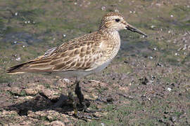 Pectoral Sandpiper