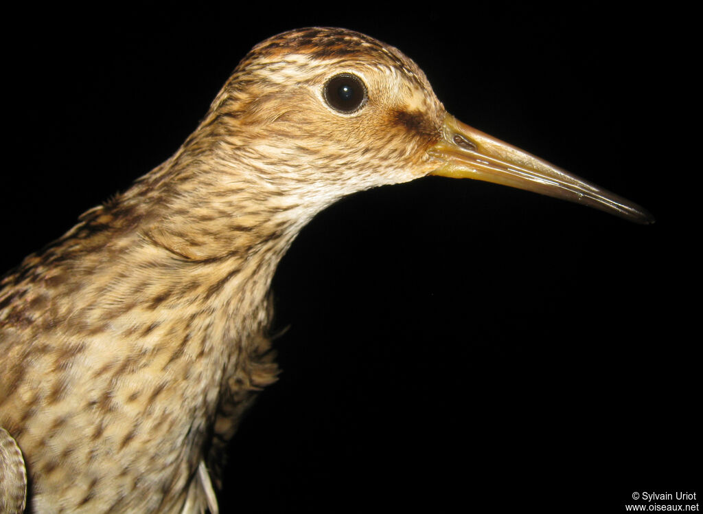 Pectoral Sandpiperimmature