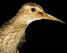 Pectoral Sandpiper