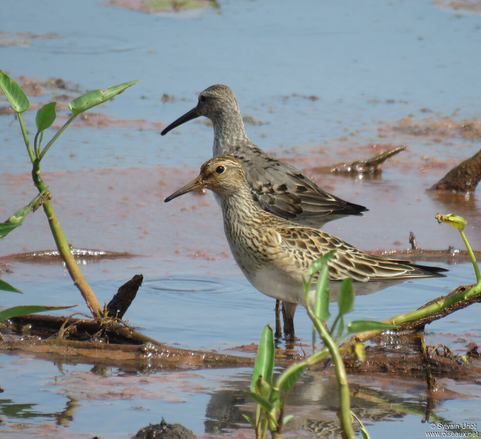 Bécasseau tachetéimmature