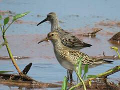 Pectoral Sandpiper