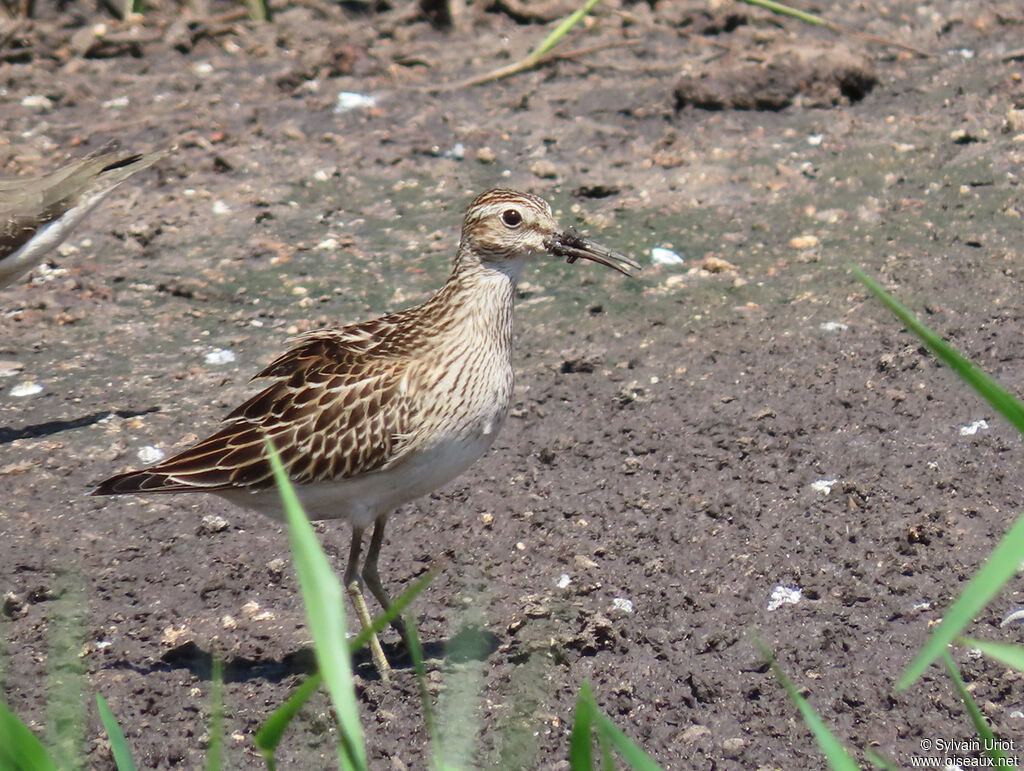 Pectoral Sandpiperjuvenile