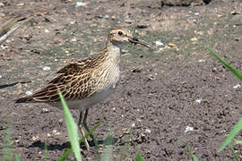 Pectoral Sandpiper