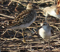 Pectoral Sandpiper