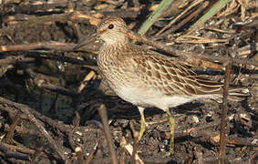 Pectoral Sandpiper