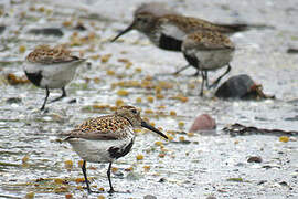 Dunlin