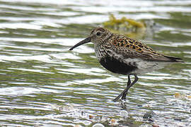 Dunlin