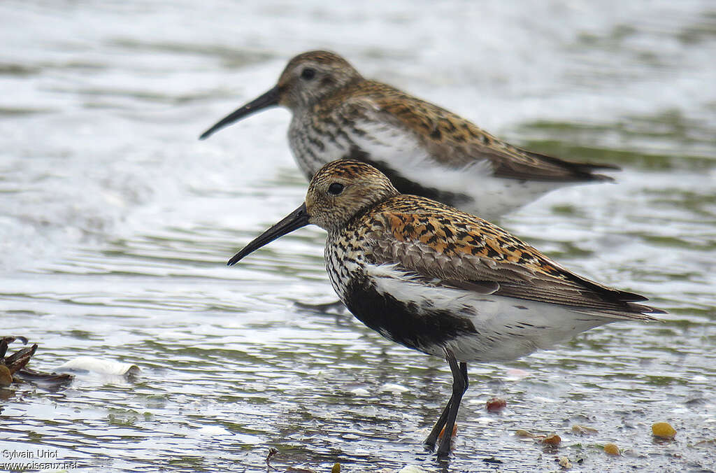 Dunlinadult breeding, identification