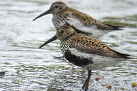 Dunlin