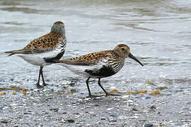 Dunlin