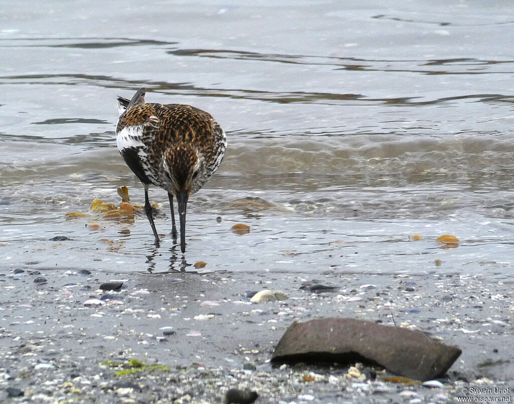 Dunlinadult breeding