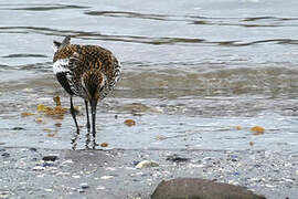 Dunlin