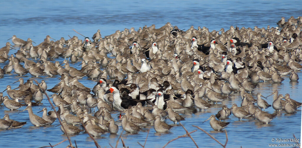 Short-billed Dowitcher