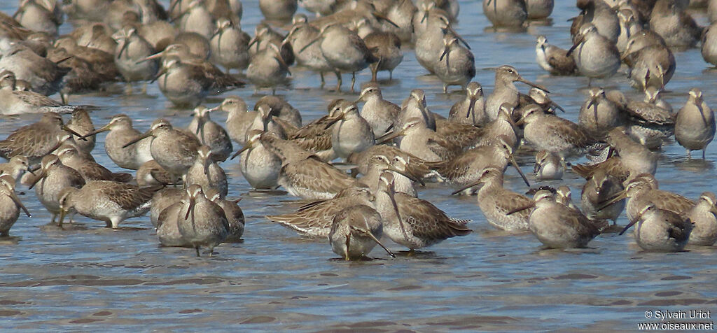 Short-billed Dowitcher