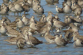 Short-billed Dowitcher