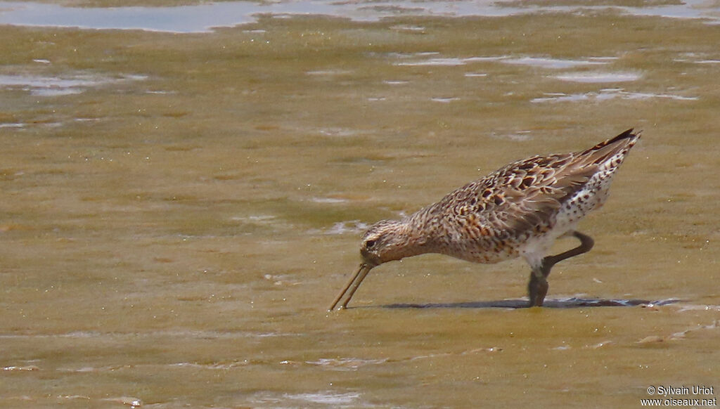 Short-billed Dowitcheradult breeding