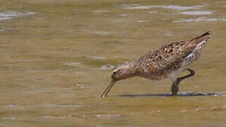 Short-billed Dowitcher