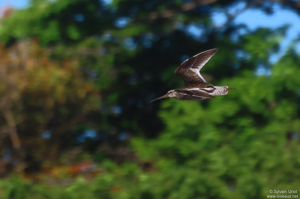 Short-billed Dowitcheradult post breeding