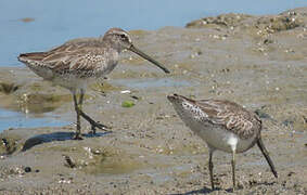 Short-billed Dowitcher