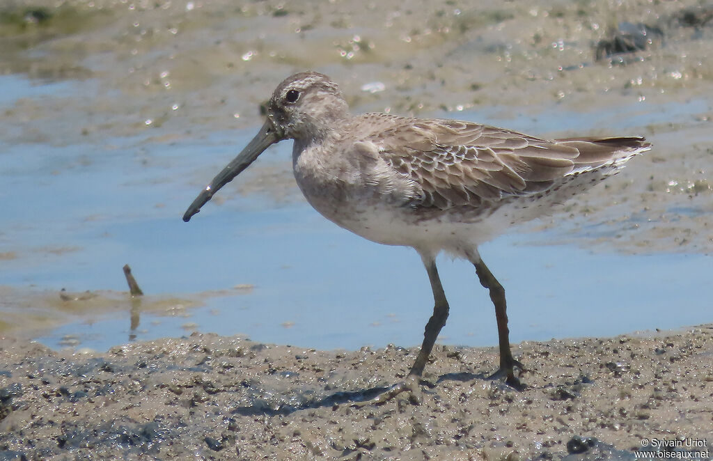 Short-billed Dowitcheradult post breeding