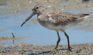 Short-billed Dowitcher