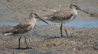 Short-billed Dowitcher