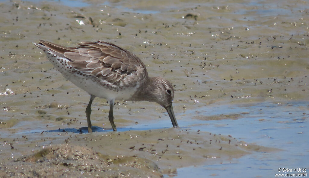 Short-billed Dowitcheradult post breeding