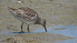 Short-billed Dowitcher