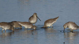 Short-billed Dowitcher
