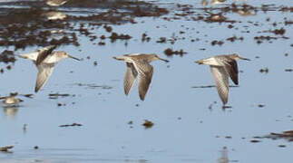 Short-billed Dowitcher