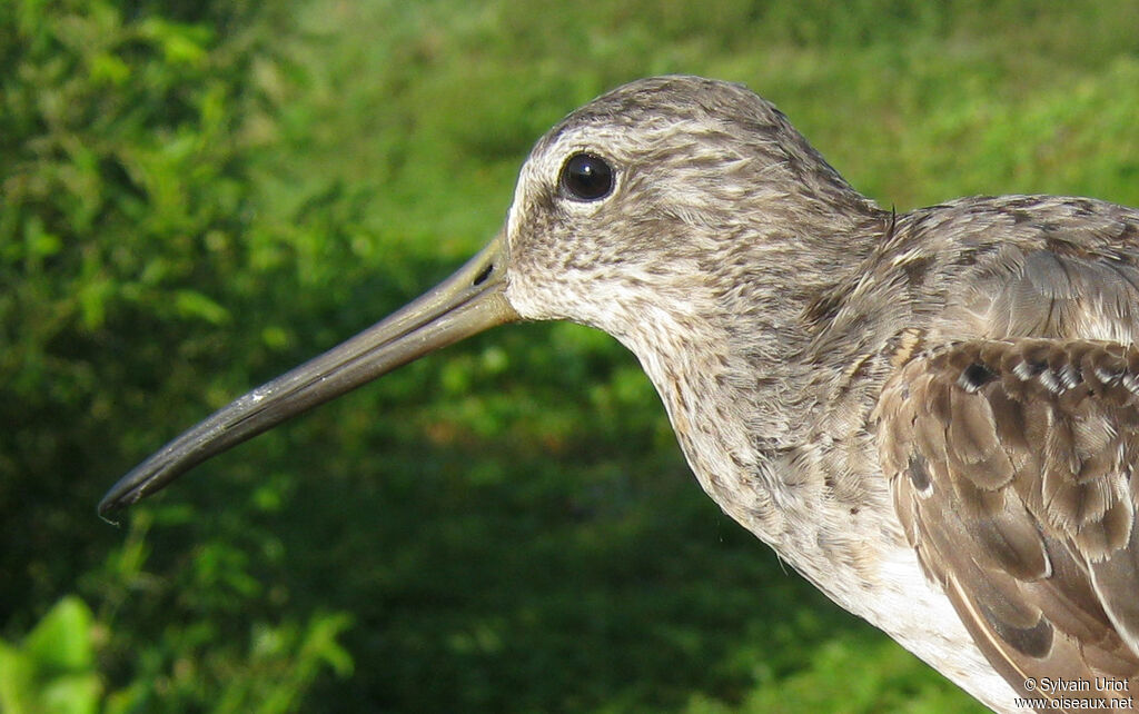 Short-billed Dowitcheradult