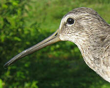 Short-billed Dowitcher