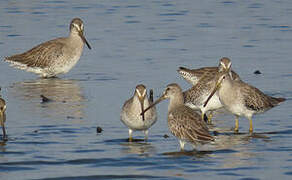 Short-billed Dowitcher