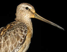 Short-billed Dowitcher