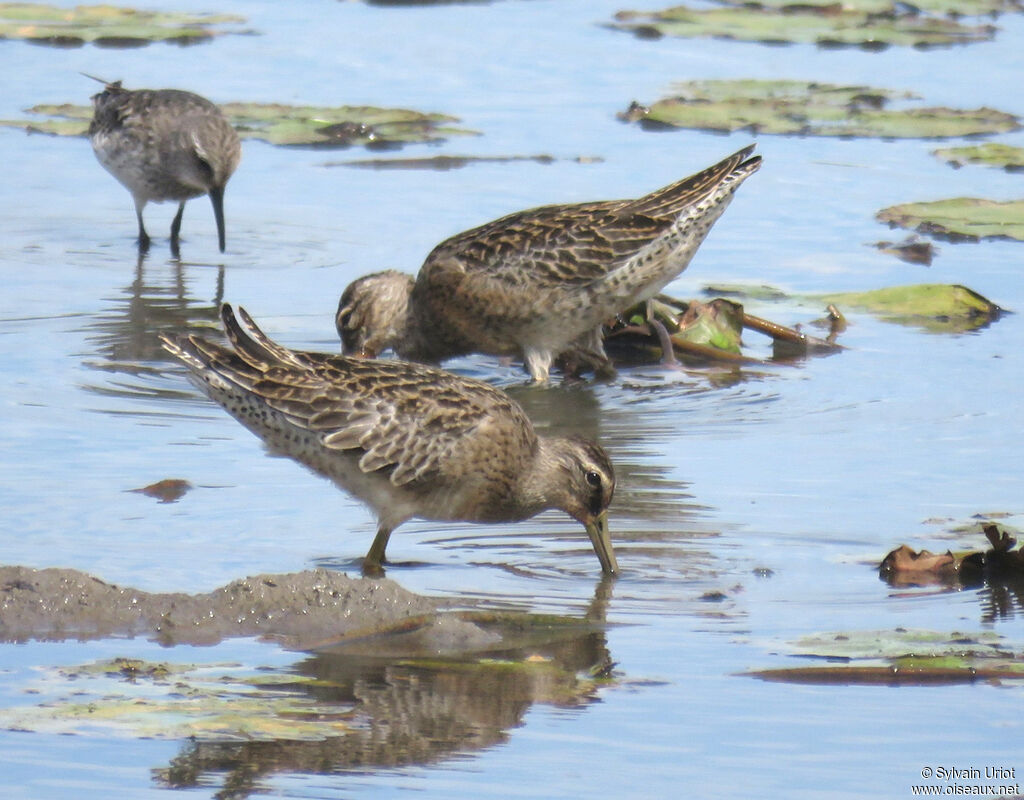 Short-billed Dowitcherimmature