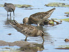 Short-billed Dowitcher