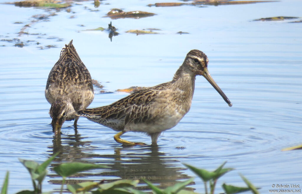 Short-billed Dowitcherimmature