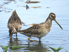 Short-billed Dowitcher