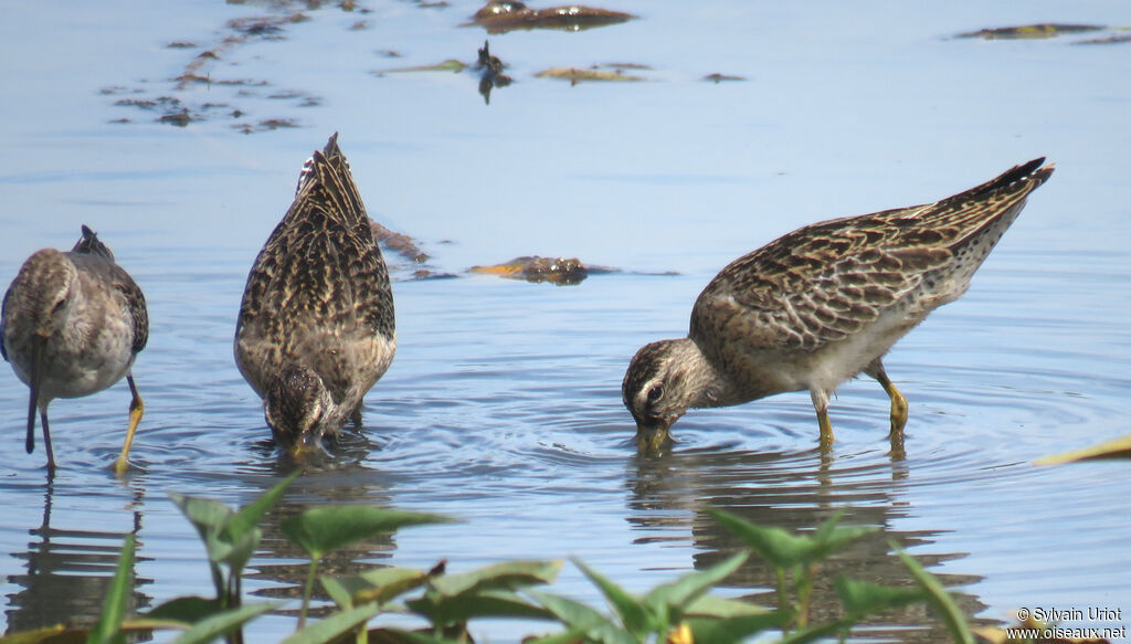 Short-billed Dowitcher