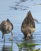 Short-billed Dowitcher